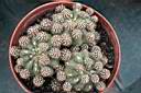 MATUCANA POLZII_1.jpg